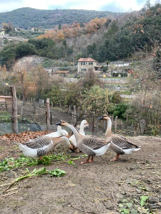 فندق Agricamping Le Terrazze اوركو فيغلينو المظهر الخارجي الصورة